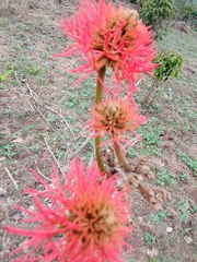Erythrina abyssinica