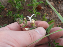 Syncolostemon pretoriae