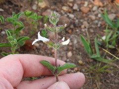 Syncolostemon pretoriae
