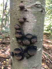 Daldinia concentrica