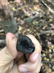 Daldinia concentrica