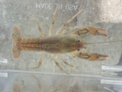 Lacunicambarus chimera