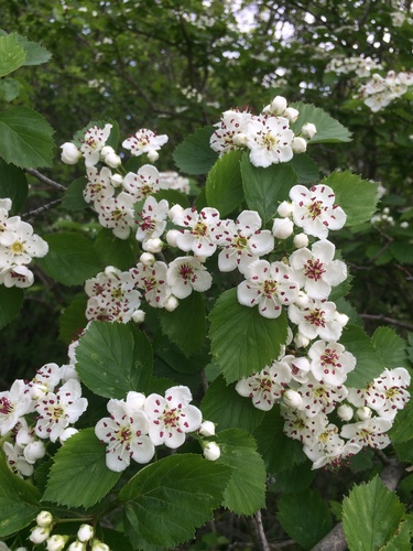 Caughuawaga hawthorn (Crataegus suborbiculata)