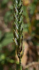 Puccinia crucianellae
