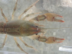 Lacunicambarus chimera