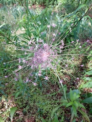 Allium