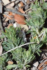 Teucrium pseudochamaepitys