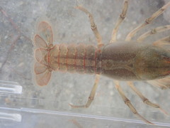 Lacunicambarus chimera