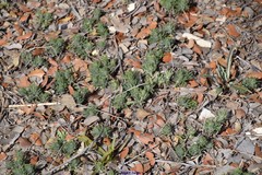 Teucrium pseudochamaepitys