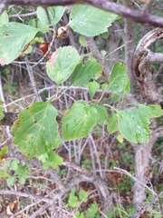 Crataegus suborbiculata