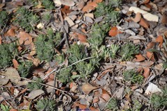 Teucrium pseudochamaepitys