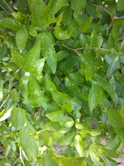 Celtis tala