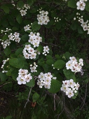 Crataegus suborbiculata