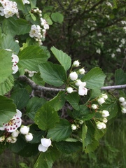 Crataegus suborbiculata
