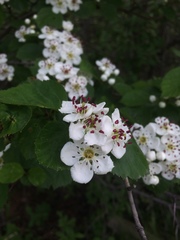 Crataegus suborbiculata