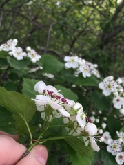 Crataegus suborbiculata