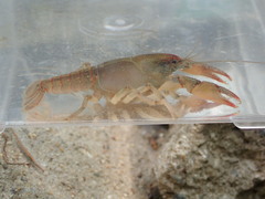 Lacunicambarus chimera