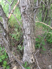 Crataegus suborbiculata