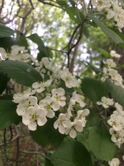 Crataegus scabrida