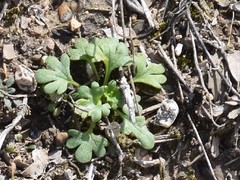 Saxifraga tridactylites
