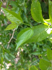 Celtis tala