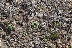 Saxifraga tridactylites