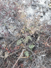 Pimpinella titanophila