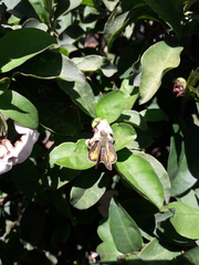 Brunfelsia australis