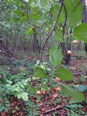 Crataegus scabrida