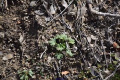 Saxifraga tridactylites