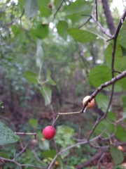 Crataegus scabrida