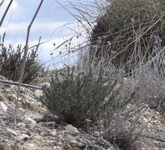 Centaurea hyssopifolia