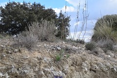 Centaurea hyssopifolia