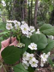 Crataegus scabrida