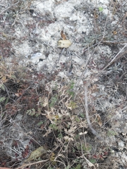 Pimpinella titanophila