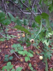 Crataegus scabrida