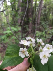 Crataegus scabrida