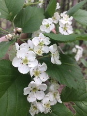 Crataegus scabrida