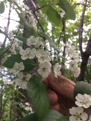 Crataegus scabrida
