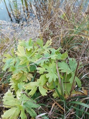 Geranium palustre