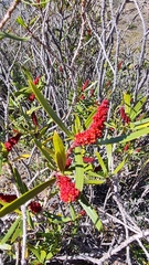 Colliguaja integerrima