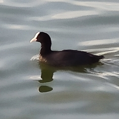 Fulica atra