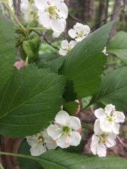 Crataegus scabrida