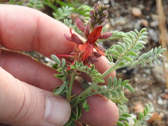 Indigofera oxytropis