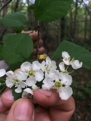 Crataegus scabrida