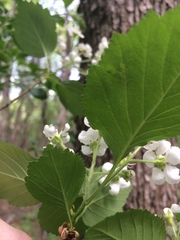 Crataegus scabrida