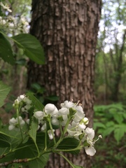 Crataegus scabrida