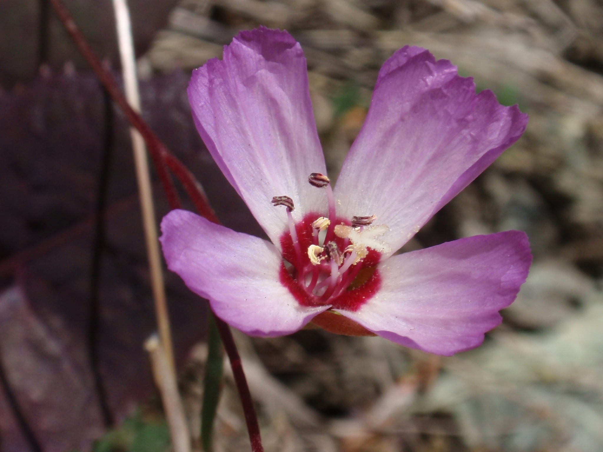 Clarkia franciscana