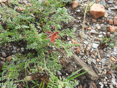 Indigofera oxytropis
