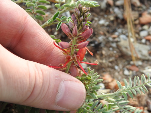 Image of Indigofera oxytropis by (c) Matthew Fainman, some rights reserved (CC BY)